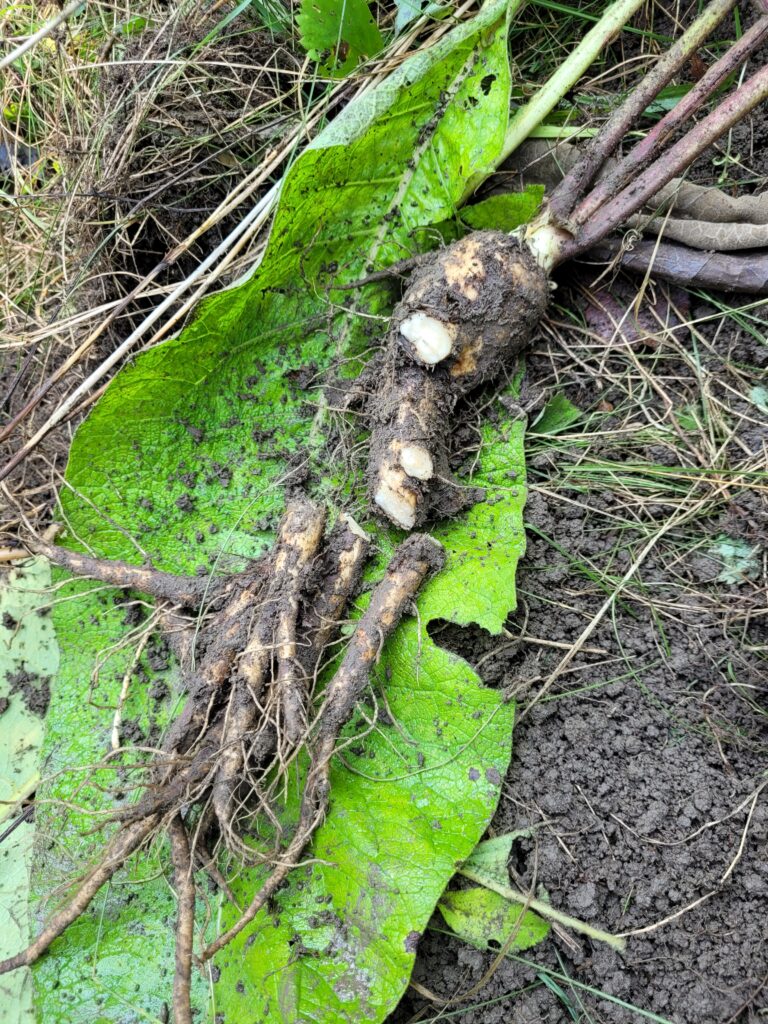 Les racines sectionnées seront lavées puis séchées, le haut de la racine sera replanté.