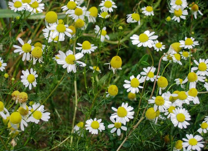 Matricaria recutita Une plante anti-stress