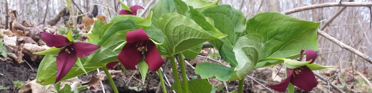 Trille (Trillium) en fleurs